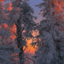 The Cozy Camp || WCUE Short-Term Hub Discord server icon