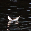 ⋆˚࿔ 𝓯𝓮𝓪𝓽𝓱𝓮𝓻𝓯𝓪𝓵𝓵 𝜗𝜚˚⋆