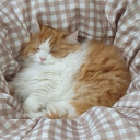 s’mores Discord server icon