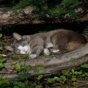 Undecided Paws Discord server icon