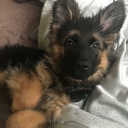 🦴 . ⋆「 𝗣𝗨𝗣-𝗣𝗔𝗥𝗞 」  .🐾 Discord server icon