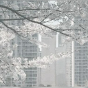 Seraphic ＞＜ Discord server icon