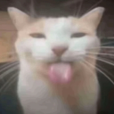 Silly Kitty's 🐾 Discord server icon