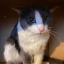 Limbo Discord server icon