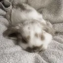 🐾  ݃ ꯭the bunny burrow   ࣪  ᭡