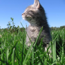 Blinded v5 Discord server icon