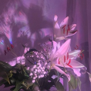 𝘥𝘪𝘷𝘪𝘯𝘦 𝘨𝘢𝘳𝘥𝘦𝘯𝘴 Discord server icon