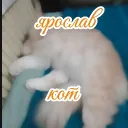 Сервер Ярослава кота 1.0.2