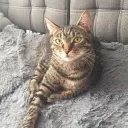 Murkove's icon