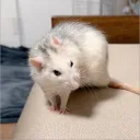 RAT MAZE