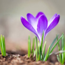 We Tried Again Discord server icon