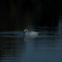 Swansolace Discord server icon