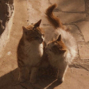 💫 Make Friends ⸝ Adults Global Discord server icon