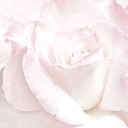 𝓒𝐫𝐲𝐬𝐚𝐥𝐲𝐬 Discord server icon