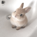 ˖Ი𐑼ֶָ֢　　　Soli's Bunny Cafe        — ᨳଓ .