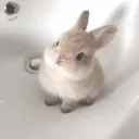 ˖Ი𐑼ֶָ֢　　　Soli's Bunny Cafe        — ᨳଓ .