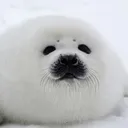 seal sanctuary