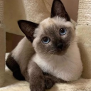 : : ┊🐾 nibbles & napping. . 🦴