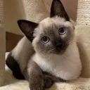 : : ┊🐾 nibbles & napping. . 🦴