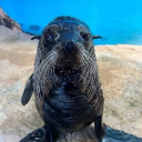 Sealanide