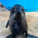 Sealanide