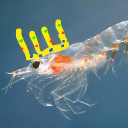 Krill Kingdom 👑🔥 Discord server icon