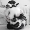 𝄞　　. ⊹　　Tails & Stuffies   (18+)
