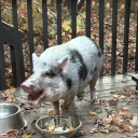 TAP Discord server icon