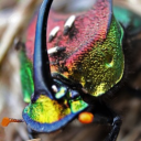 Skittle legion (florida lgbt plus)