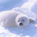 Arctic Attic Discord server icon