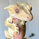 reptile den Discord server icon