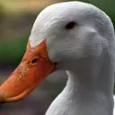 Ducks Anarchy
