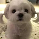 pup's spoiling ! discord icon