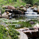 Lil Frog Pond Discord server icon