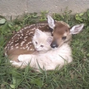 🍃˜”*°• Deerling Grove •°*”˜🍃 Discord server icon