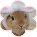 Blush ୨୧   Social ㆍAnime ㆍCute