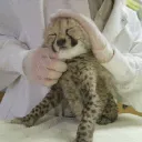 𝙂𝙚𝙥𝙖𝙧𝙙𝙞𝙚 🐆