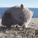 Wombatcord