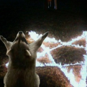 ✘ Raccoon Church ✘ [18+] Discord server icon