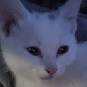 Tophat970's Basement full of orphans Discord server icon