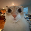 Catgang Discord server icon