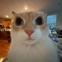 Catgang