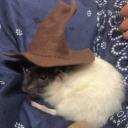 The magical rat wizards