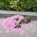 “Friends”'s icon