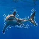 Ocean Paws