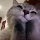 miau
