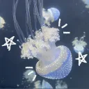 𝚂𝚑𝚒𝚗𝚔𝚊𝚒