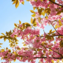 🍃  🌱 ₊˚ʚ  𝒯𝒽𝑒 𝒫𝓇𝒶𝒾𝓇𝒾𝑒 ₊˚✧ ﾟ. 🎀  🐾 🌿 🌾 Discord server icon