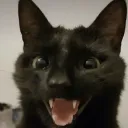 NenWhy server