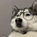 Huskies server icon
